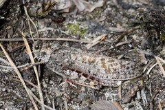 Angaracris barabensis