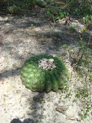 Parodia erinaceus