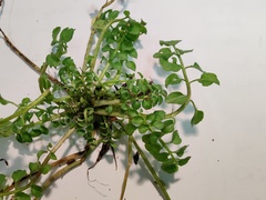 Cardamine flexuosa
