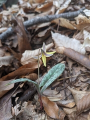 Erythronium umbilicatum