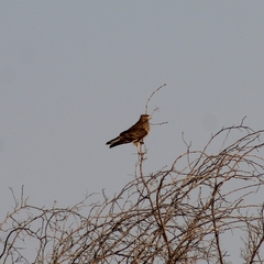 Daptrius chimango