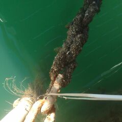 Amphibalanus amphitrite