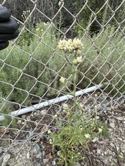 Pseudognaphalium biolettii