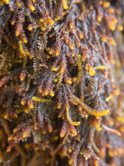 Andreaea
