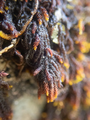 Andreaea
