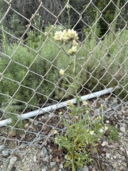 Pseudognaphalium biolettii