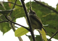 Myiornis auricularis