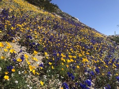 Eschscholzia californica