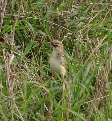 Pectoral-patch Cisticola (Cisticola brunnescens), photo 8