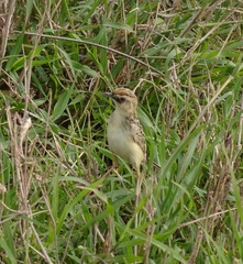 Cisticola brunnescens