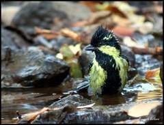 Machlolophus aplonotus