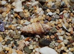 Maculotriton serriale