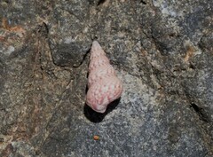 Leiopyrga lineolaris