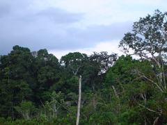 Tachycineta albiventer