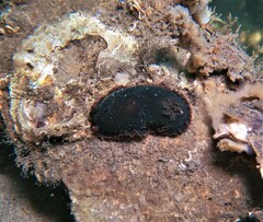 Dendrodoris fumata