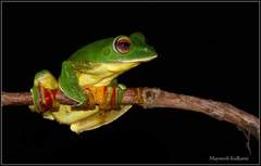 Rhacophorus malabaricus