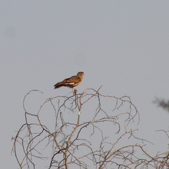 Daptrius chimango