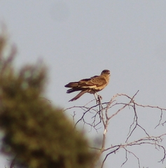 Daptrius chimango