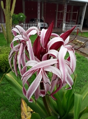 Crinum × amabile