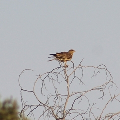 Daptrius chimango