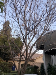 Magnolia × soulangeana