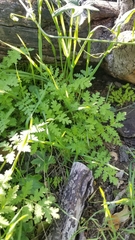 Eucrypta chrysanthemifolia
