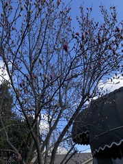 Magnolia × soulangeana