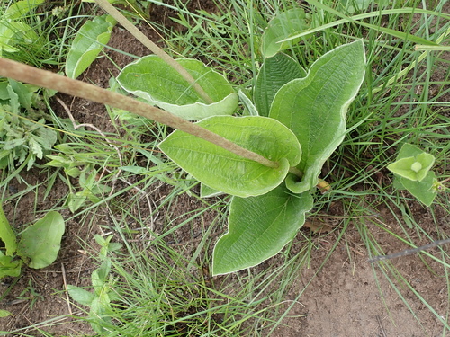 Image of Helichrysum griseum by no rights reserved