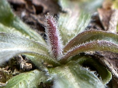 Erigeron pulchellus