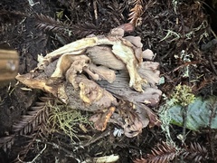 Gyromitra perlata