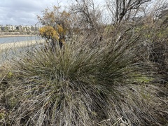 Juncus acutus leopoldii