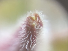 Erigeron pulchellus