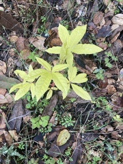 Aesculus californica