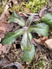 Erigeron pulchellus