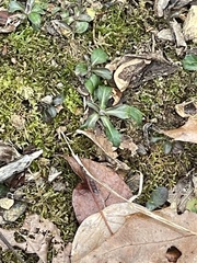 Erigeron pulchellus