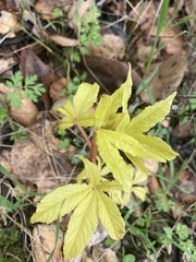 Aesculus californica