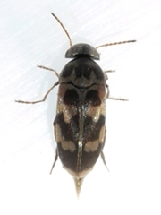 Mordellinae