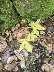 Aesculus californica