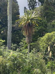 Cordyline indivisa