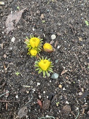Eranthis
