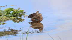 Anas platyrhynchos × fulvigula