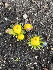 Eranthis