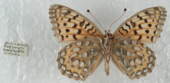 Speyeria egleis