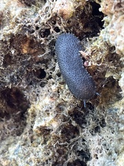 Onchidella floridana