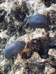 Onchidella floridana