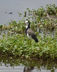 Vanellus crassirostris