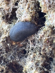 Onchidella floridana