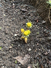 Eranthis