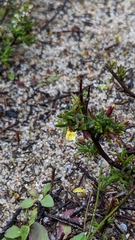 Camissonia strigulosa