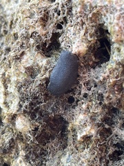 Onchidella floridana